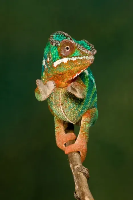 Framed Print : Rainbow Panther Chameleon, Fucifer pardalis, Native to Madagascar Framed Print : Rainbow Panther Chameleon, Fucifer pardalis, Native to Madagascar
