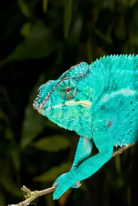 Framed Print : Rainbow Panther Chameleon, Fucifer pardalis, Native to Madagascar Framed Print : Rainbow Panther Chameleon, Fucifer pardalis, Native to Madagascar