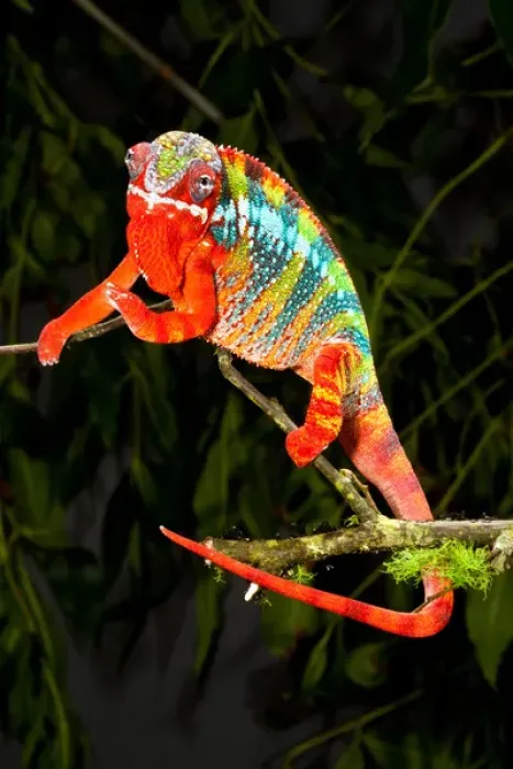 Framed Print : Rainbow Panther Chameleon, Fucifer pardalis, Native to Madagascar Framed Print : Rainbow Panther Chameleon, Fucifer pardalis, Native to Madagascar