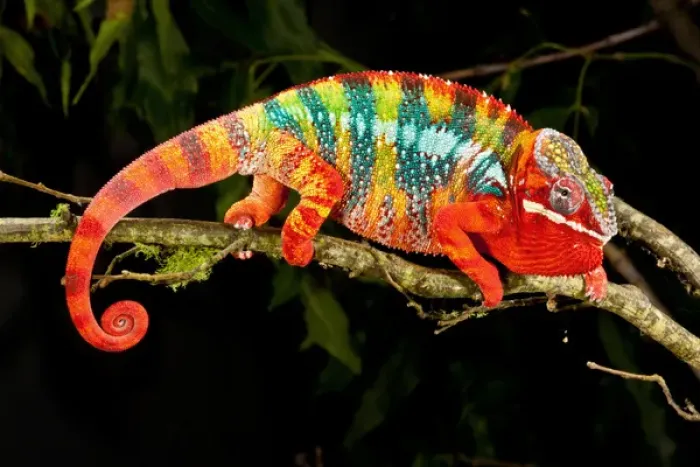 Framed Print : Rainbow Panther Chameleon, Fucifer pardalis, Native to Madagascar Framed Print : Rainbow Panther Chameleon, Fucifer pardalis, Native to Madagascar