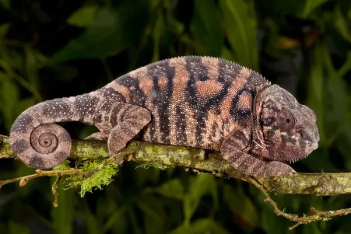 Framed Print : Rainbow Panther Chameleon, Fucifer pardalis, Native to Madagascar