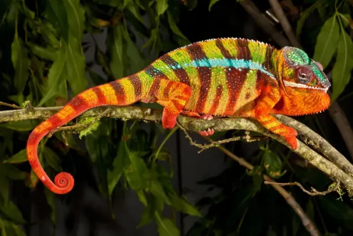 Framed Print : Rainbow Panther Chameleon, Fucifer pardalis, Native to Madagascar