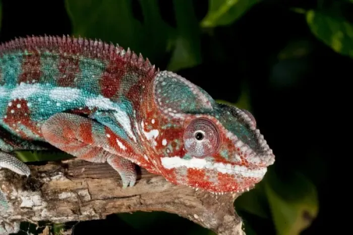 Framed Print : Rainbow Panther Chameleon, Fucifer pardalis, Native to Madagascar