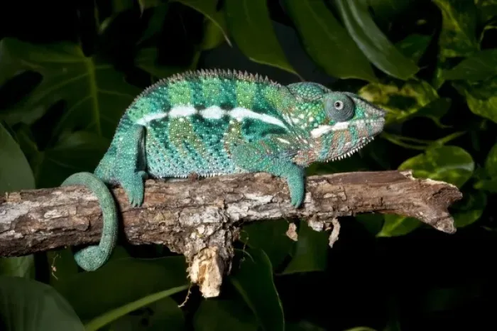 Framed Print : Rainbow Panther Chameleon, Fucifer pardalis, Native to Madagascar Framed Print : Rainbow Panther Chameleon, Fucifer pardalis, Native to Madagascar