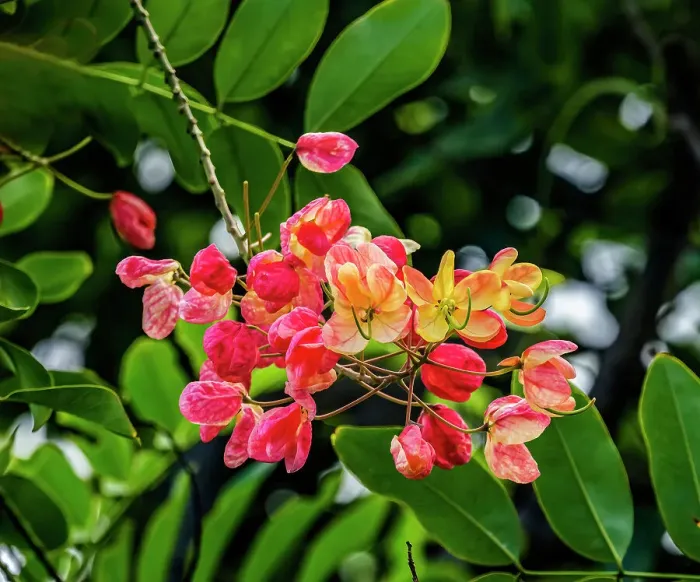 Framed Print : Rainbow shower tree, Oahu, North Shore, Hawaii Framed Print : Rainbow shower tree, Oahu, North Shore, Hawaii