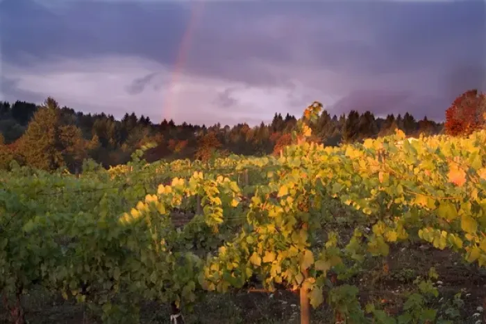 Framed Print : Rainbow in stormy sky over vineyard spotlighted with bright sun in Willamette Valley