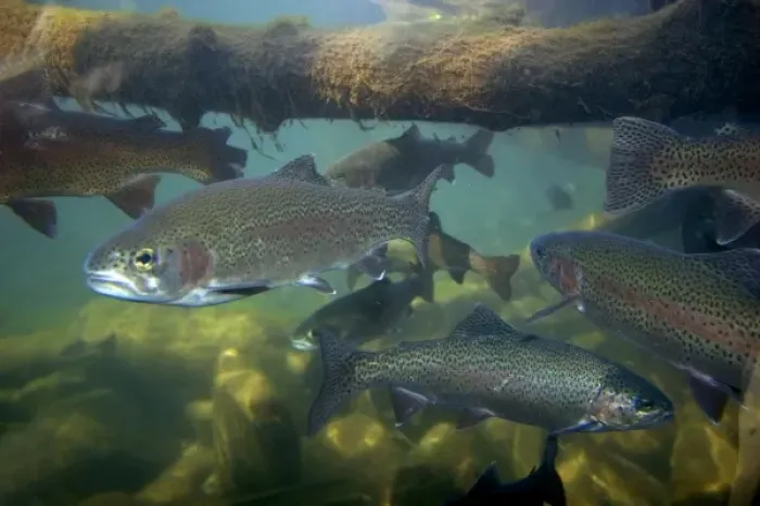 Framed Print : Rainbow trout underwater at the nature center in Boise, Idaho