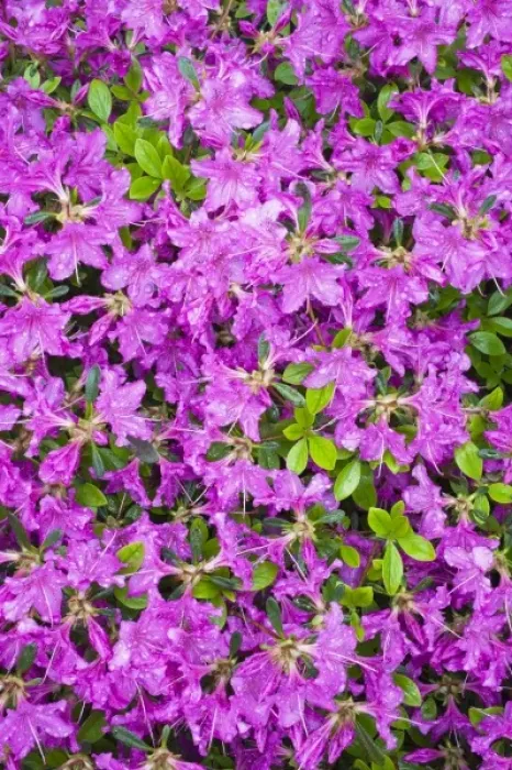Framed Print : Raindrops on azaleas Framed Print : Raindrops on azaleas