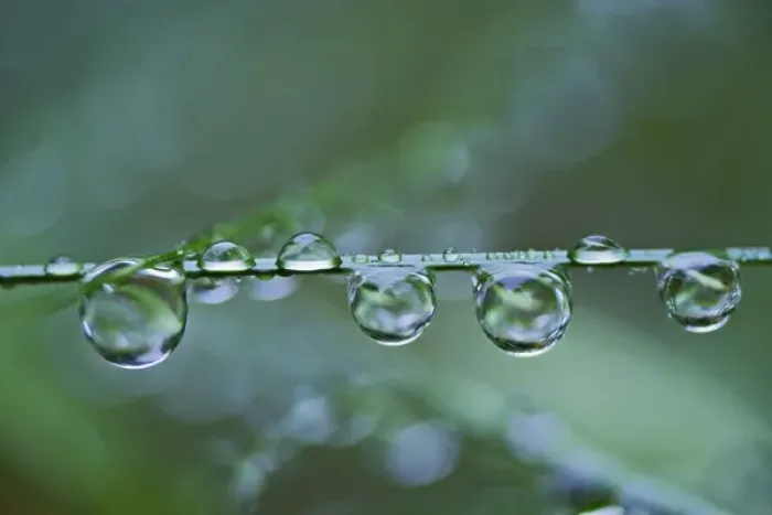 Framed Print : Raindrops on blade of grass, Acadia Nationa Park, Maine