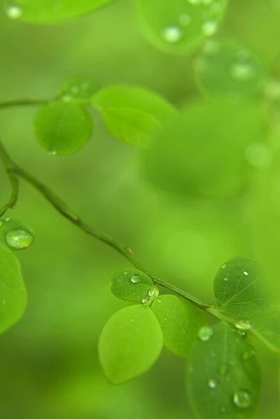 Raindrops on Leaves, Washington, USA