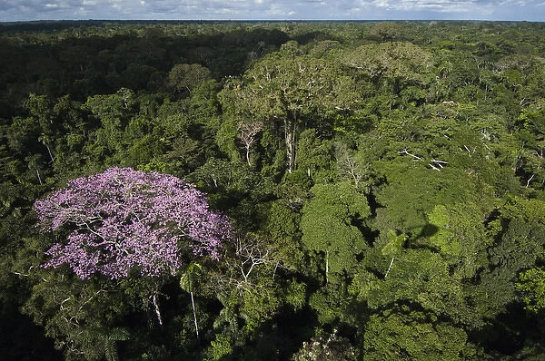 Rainforest Canopy with emergent flowering tree in Yasuni National Park