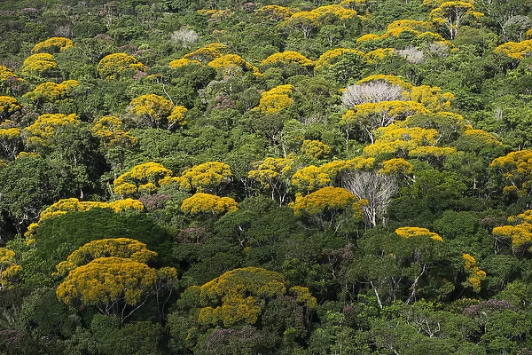 Rainforest Canopy Kupinang region GUYANA South America