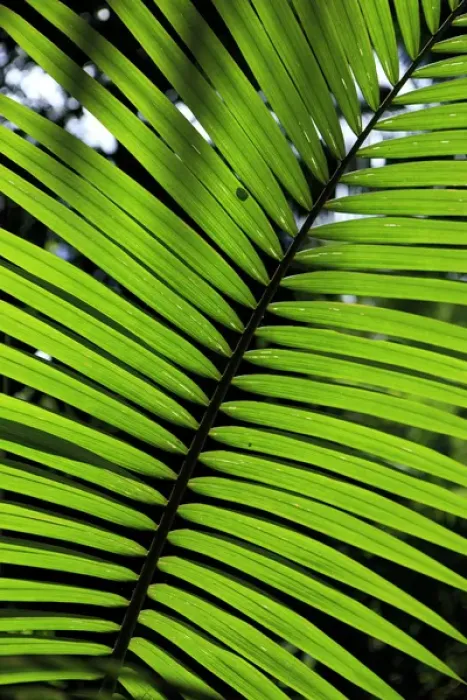 Framed Print : Rainforest leaves form abstract patterns in the rainforest lining the boardwalk connecting Framed Print : Rainforest leaves form abstract patterns in the rainforest lining the boardwalk connecting