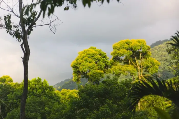 Framed Print : Rainforest, Pico Bonito Lodge, Honduras