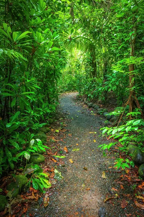Framed Print : Rainforest trail, Carara National Park, Puntarenas Province, Costa Rica Framed Print : Rainforest trail, Carara National Park, Puntarenas Province, Costa Rica