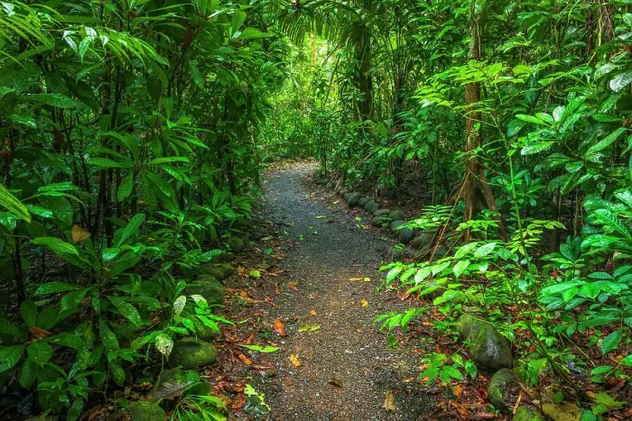 Framed Print : Rainforest trail, Carara National Park, Puntarenas Province, Costa Rica