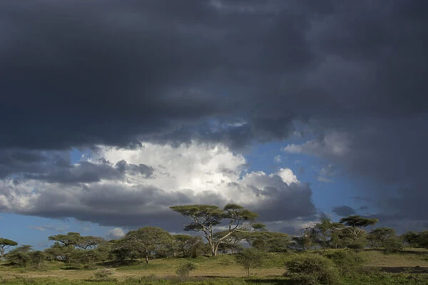 Rainstorm approaching Ndutu, Ngorongoro Conservation Area, Serengeti, Tanzania