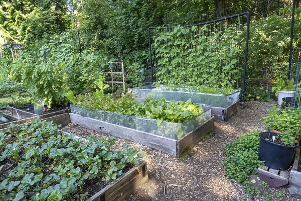 Raised garden beds in a community garden containing strawberries, Chioggia beets