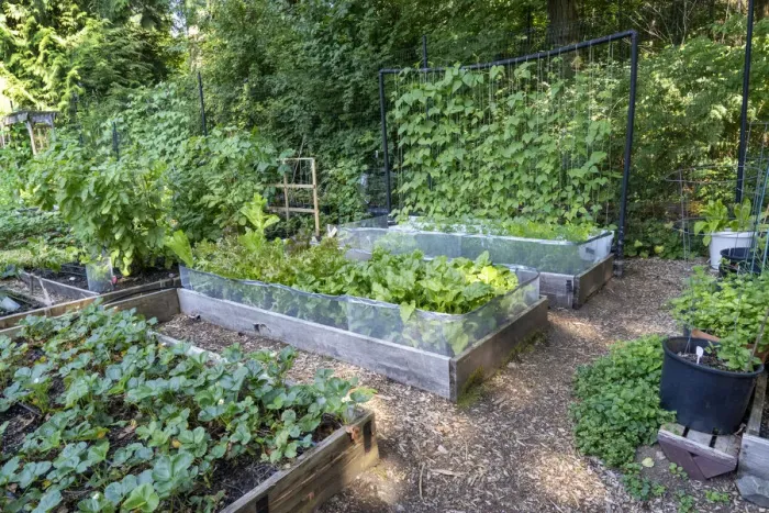 Framed Print : Raised garden beds in a community garden containing strawberries, Chioggia beets Framed Print : Raised garden beds in a community garden containing strawberries, Chioggia beets