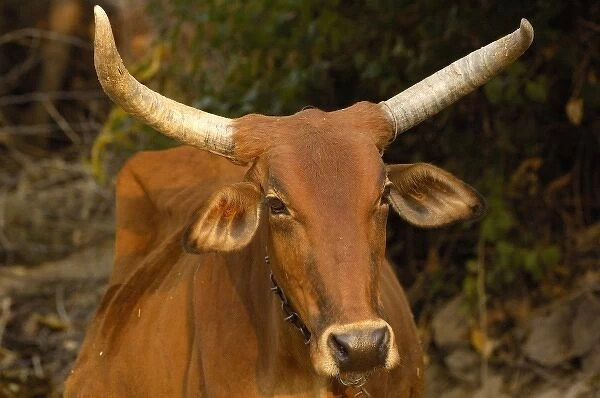 Rajasthani village cow. Pushkar, Rajasthan. INDIA