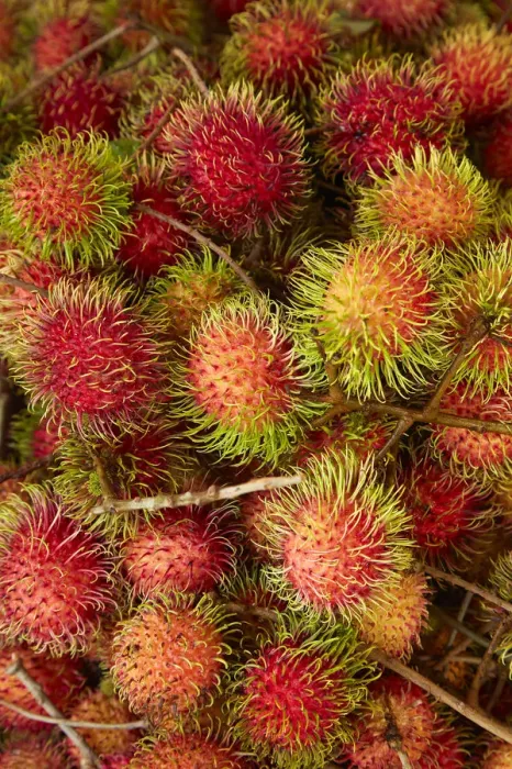Framed Print : Rambutan fruit at Can Duoc Market, Long An Province, Mekong Delta, Vietnam Framed Print : Rambutan fruit at Can Duoc Market, Long An Province, Mekong Delta, Vietnam