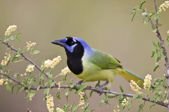 Framed Print : Ramirez Ranch, Starr Co. Texas, USA, Green Jay (Cyanocorax yncas) adult in flowering