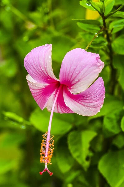 Ranthambore, Rajasthan, India. Delicate, pink and white Hibiscus flower dips over