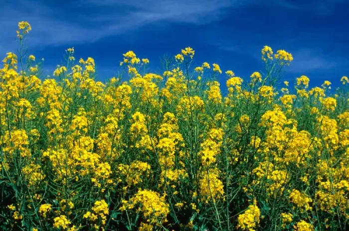 Framed Print : A rapeseed farm also known as canola near Grangeville, Idaho. rapeseed, canola