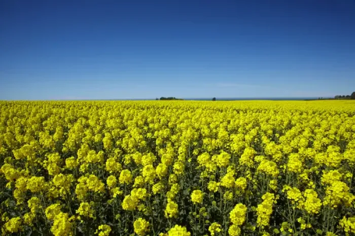 Framed Print : Rapeseed Field, near Timaru, South Canterbury, South Island, New Zealand Framed Print : Rapeseed Field, near Timaru, South Canterbury, South Island, New Zealand