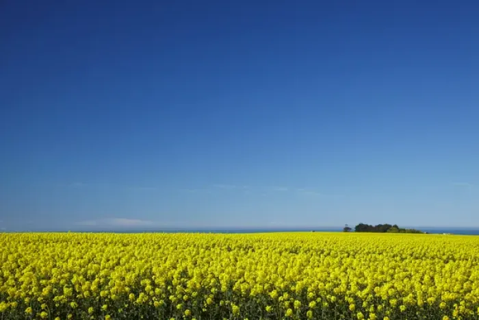 Framed Print : Rapeseed Field, near Timaru, South Canterbury, South Island, New Zealand Framed Print : Rapeseed Field, near Timaru, South Canterbury, South Island, New Zealand