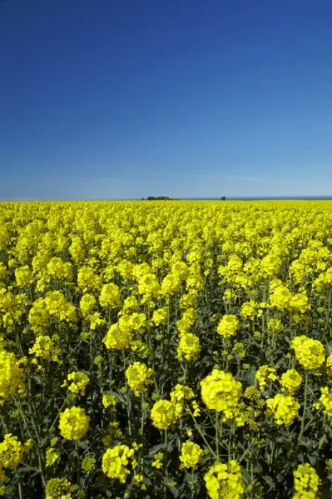 Framed Print : Rapeseed Field, near Timaru, South Canterbury, South Island, New Zealand Framed Print : Rapeseed Field, near Timaru, South Canterbury, South Island, New Zealand