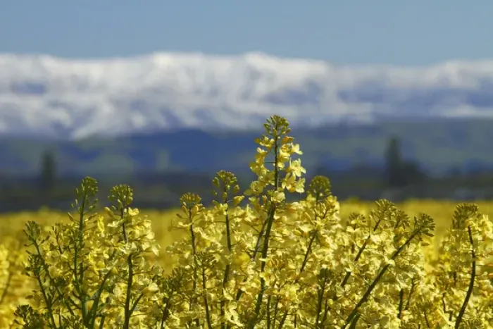 Framed Print : Rapeseed Field, near Timaru, South Canterbury, South Island, New Zealand