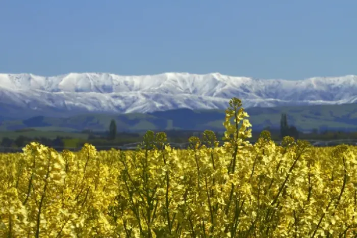 Framed Print : Rapeseed Field, near Timaru, South Canterbury, South Island, New Zealand Framed Print : Rapeseed Field, near Timaru, South Canterbury, South Island, New Zealand