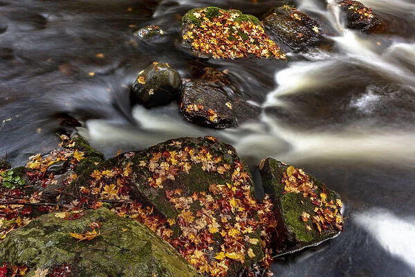 Rapids and autumn leaves along the Little Carp River in Porcupine Mountains Wilderness