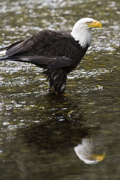 Raptor Center, Sitka, Alaska. Close-up of a bald eagle standing in river