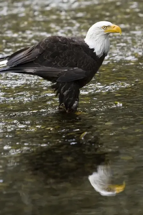 Framed Print : Raptor Center, Sitka, Alaska. Close-up of a bald eagle standing in river Framed Print : Raptor Center, Sitka, Alaska. Close-up of a bald eagle standing in river