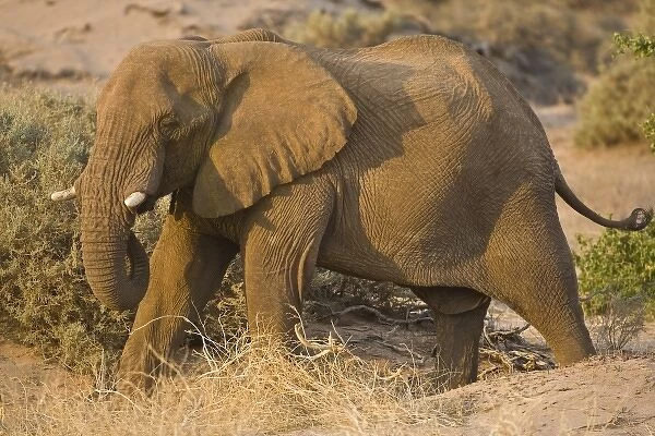 The rare Desert Elephant in Damaraland, Namibia