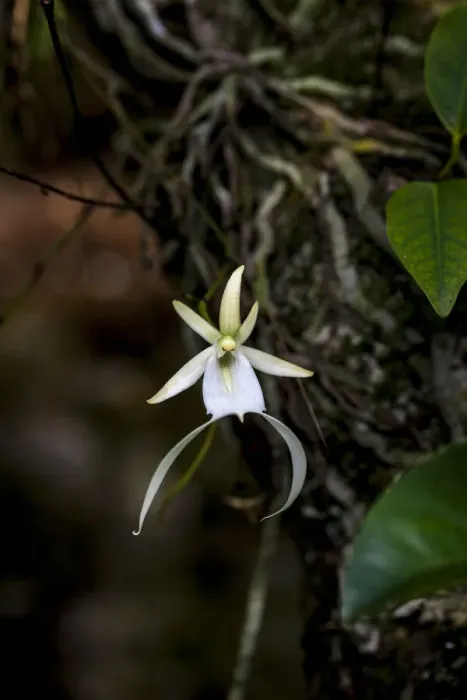 Framed Print : A rare Ghost orchid grows only in swamps in south Florida Framed Print : A rare Ghost orchid grows only in swamps in south Florida