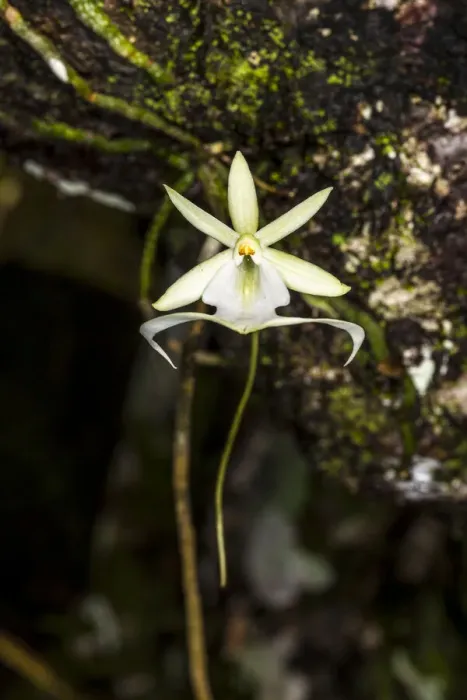Framed Print : A rare Ghost orchid grows only in swamps in south Florida Framed Print : A rare Ghost orchid grows only in swamps in south Florida