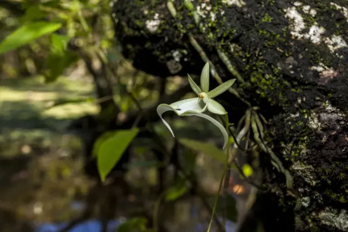 Framed Print : A rare Ghost orchid grows only in swamps in south Florida Framed Print : A rare Ghost orchid grows only in swamps in south Florida
