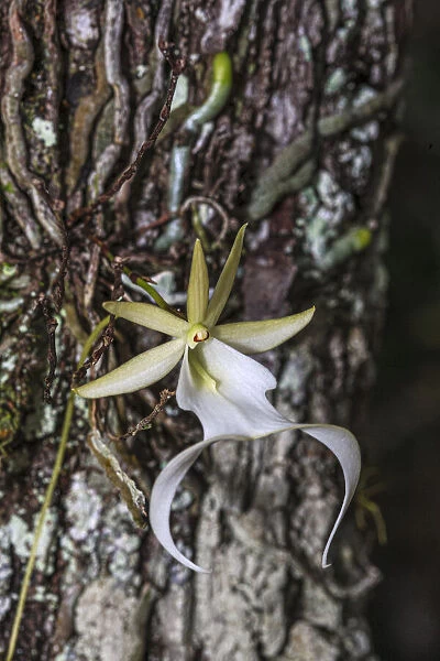 Rare ghost orchid only grows in swamps in South Florida