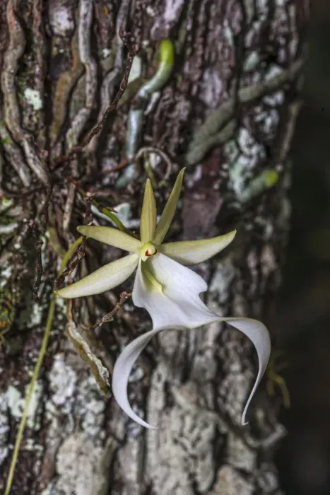 Framed Print : Rare ghost orchid only grows in swamps in South Florida