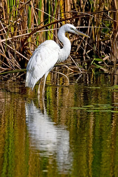 A rare great white heron in southern Florida carefully wades a shallow pond for fish
