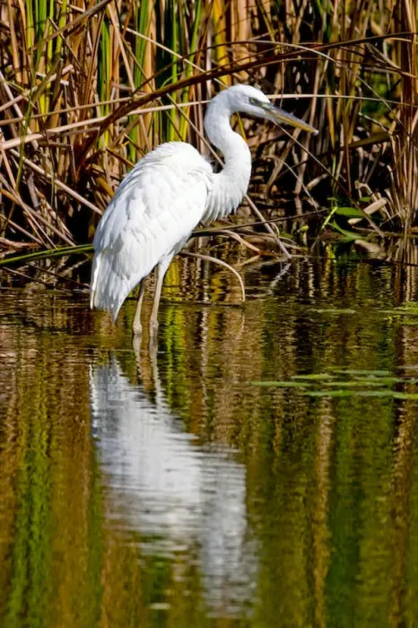 Framed Print : A rare great white heron in southern Florida carefully wades a shallow pond for fish
