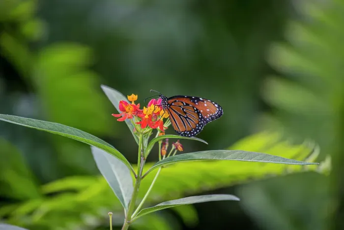 Framed Print : Rare monarch butterflies on butterfly milkweed Framed Print : Rare monarch butterflies on butterfly milkweed