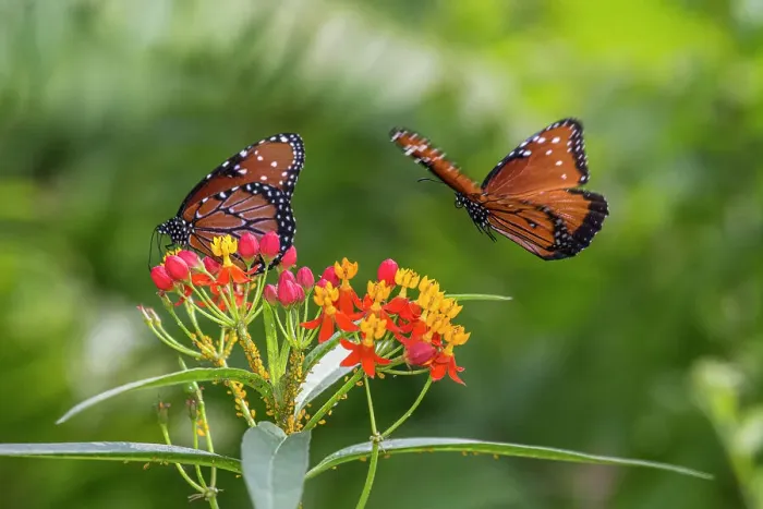 Framed Print : Rare monarch butterflies on butterfly milkweed