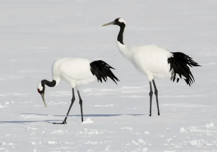 Framed Print : Rare red-crowned crane of Northern Island of Hokkaido, Japan