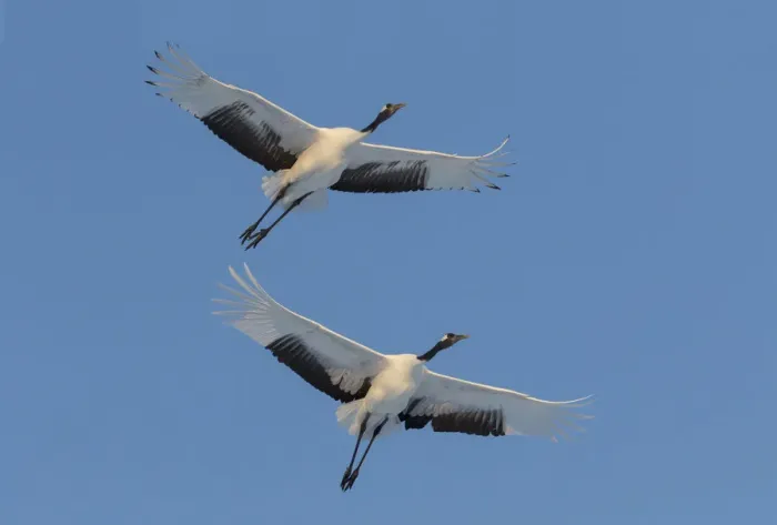Framed Print : Rare red-crowned crane of Northern Island of Hokkaido, Japan
