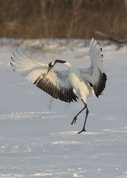 Rare red-crowned crane of Northern Island of Hokkaido, Japan