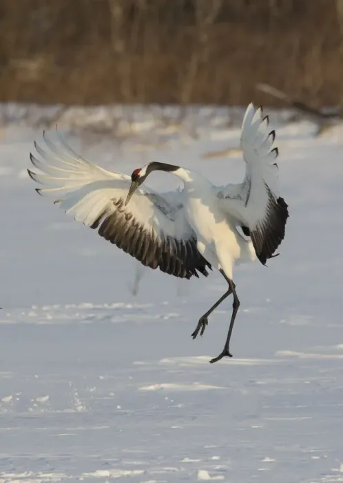 Framed Print : Rare red-crowned crane of Northern Island of Hokkaido, Japan Framed Print : Rare red-crowned crane of Northern Island of Hokkaido, Japan